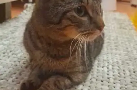 Найдена кошка, Мурино, фото: Найдена кошка, Ясная ул. 11, Мурино