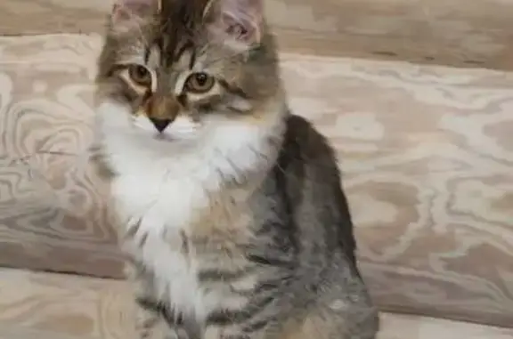 Пропала кошка, 1-я Третьяковская, 1