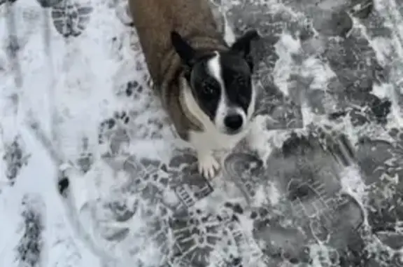 Найдена собака, Пенза, фото: Собака найдена: ул. Дружбы 1, Пенза