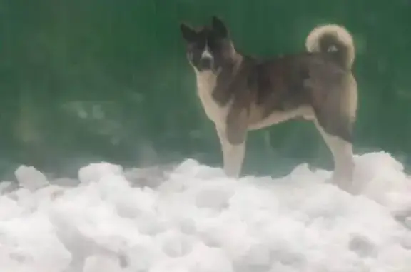 Пропала собака, 2-й Транспортный пр., 8