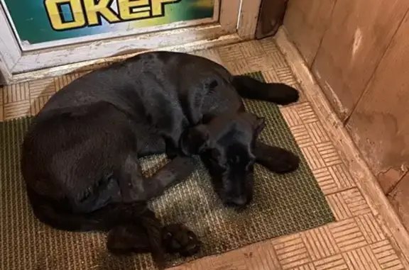 Найдена собака, Какузево, фото: Найдена собака, МО, 6 мес., черная.