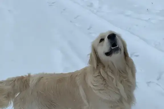 Пропала собака Дик, Савиново, Кировская обл.