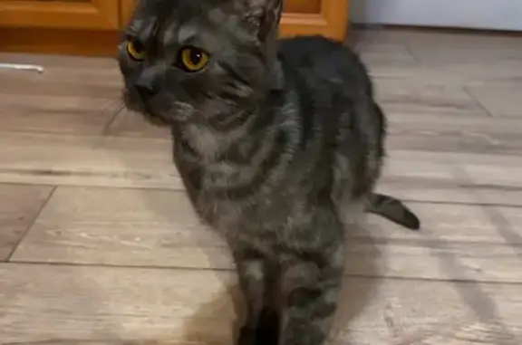 Найденные животные Томск, фото: Найдена кошка, ул. Студгородок, Томск