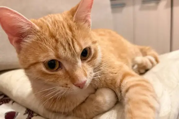 Найденные животные Шушары, фото: Кошка найдена: Московское шоссе, 276