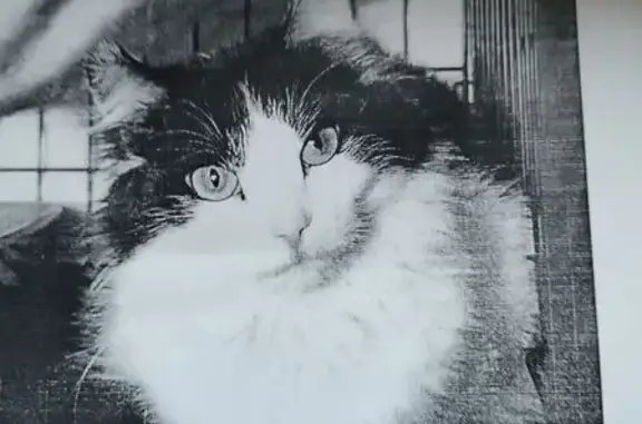 Пропала кошка, Тверь, ул. 15 лет Октября 5/21