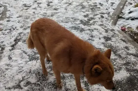 Найдена собака, Петушки, фото: Найдена собака, Московская ул. 40, Петушки