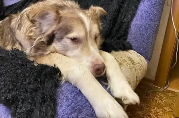 Найдена собака, Нижний Новгород, фото: Найдена собака у оперного, Белинского 59