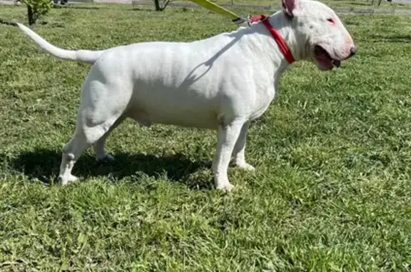 Пропала собака, ул. Ленина, 180 к7, Анапа