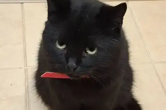 Объявления о пропавших и найденных животных, Великие Луки, фото: Найдена черная кошка, пр. Гагарина, 38 к2