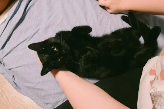 Объявления о пропавших и найденных животных, Тярлево, фото: Кошка найдена: Нововестинская 2А, Тярлево