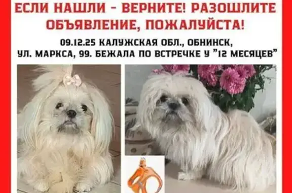 Пропала собака, проезд Полянка, Обнинск