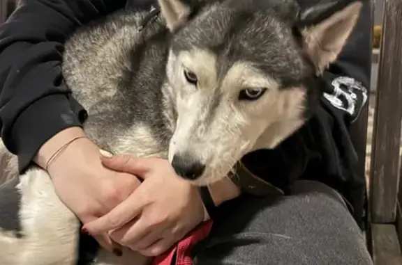 Пропала собака, Самара, Самарская обл.