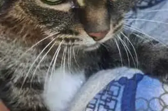 Найдена кошка, Новосельское, фото: Кошка найдена у подъезда, Новосельское