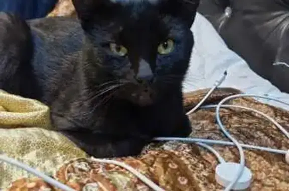 Пропала черная кошка, Крылова 30, Лысково