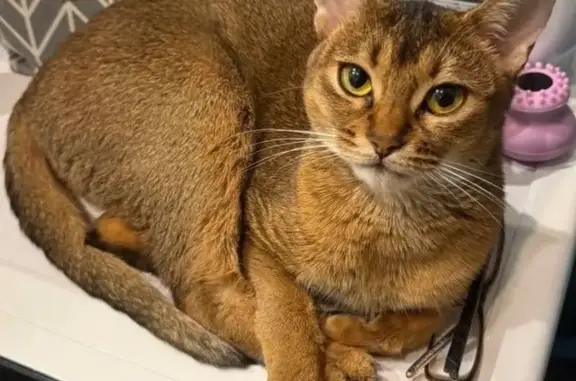 Пропала кошка, Чичеринская ул., Петергоф