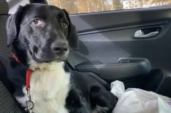 Пропала собака, МО, висячие уши