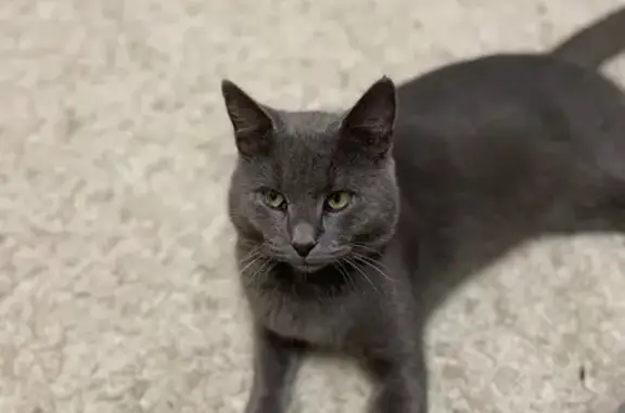 Пропала кошка, ул. Коммунаров 79, Брюх.