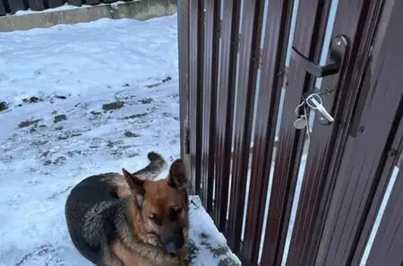 Найденные животные Видное, фото: Овчарка найдена: Спортивная ул., Видное