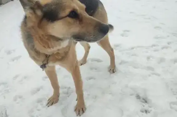 Пропала собака в Ананьино, Вологодская обл.