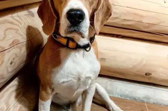 Пропала собака, Луговая, Пермский край