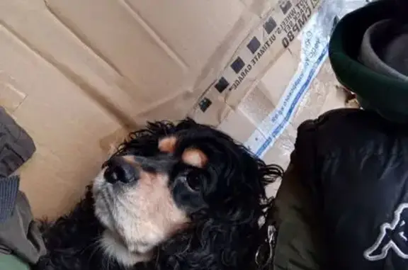 Найдена собака, Сочи, фото: Сочи: Найдена собака - все видно на фото