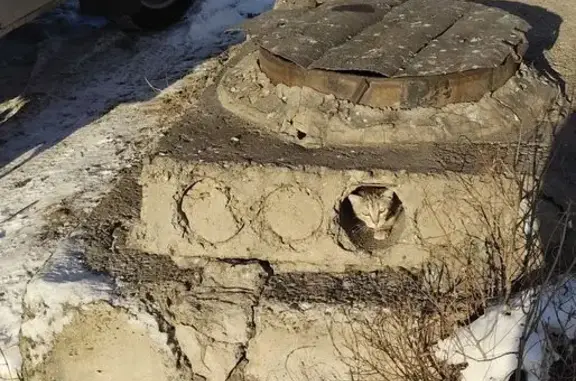 Найденные животные Барнаул, фото: Кот найден: Солнечная Поляна, 37, Барнаул