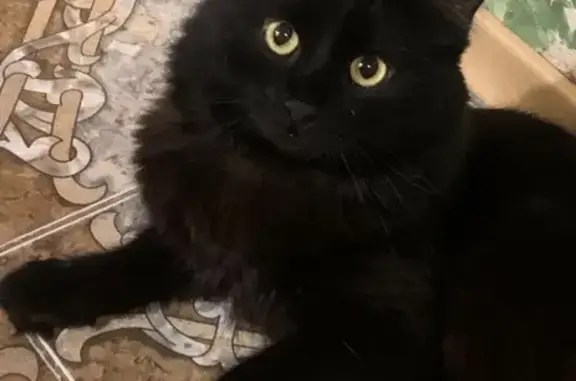 Кошки потеряшки, Воронеж, фото: Потеряшка кошка, Пролетарская 17, Воронеж