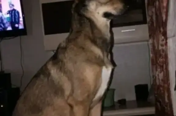 Собаки потеряшки, Петрозаводск, фото: Потеряшка собака, Советская 41, Петрозаводск