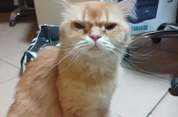 Найдена кошка, Санкт-Петербург, фото: Найден рыжий британец, ул. Правды 15