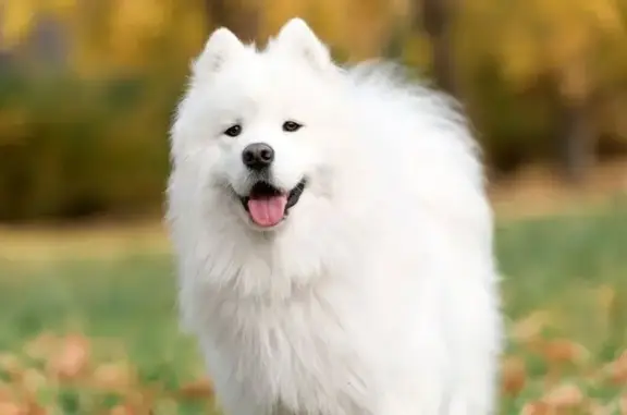 Найдена собака, Пенза, фото: Собака найдена на трассе в Пензе