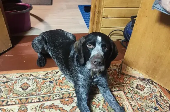 Найдена собака, Афанасово, фото: Найдена собака, Афанасово, Центр. ул, 10Б