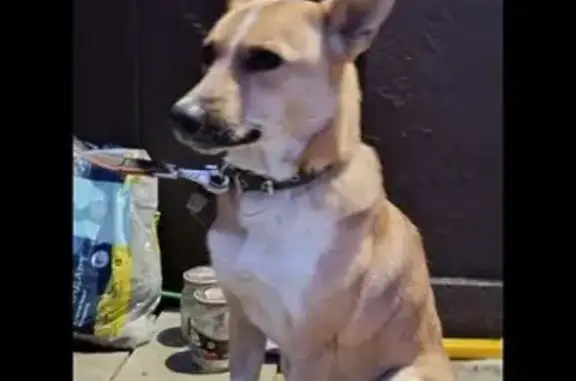 Найдена собака, Калуга, фото: Найдена собака, Хрустальная ул. 33, Калуга