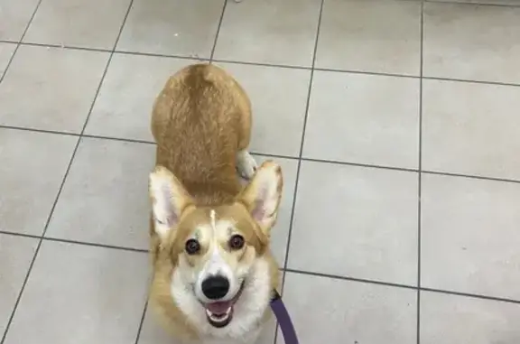 Пропала собака, Свободная ул. 4 к5, Тамбов