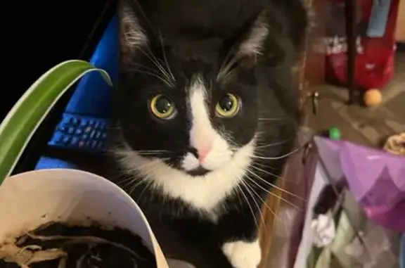 Пропала кошка Китя, пер. Макаренко, 15/147