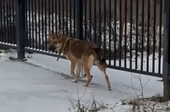 Найдена собака, Васьково, фото: Собака найдена, Школьная ул., Васьково