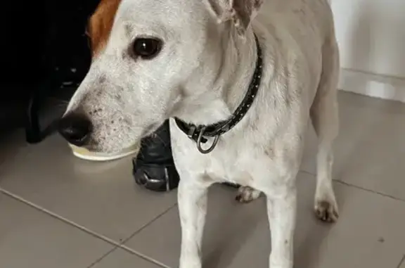 Найдена собака, Москва, фото: Найдена собака, Салтыковская ул., Москва