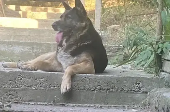 Собаки потеряшки, Крым, фото: Потеряшка овчарка в селе Лозовое, Крым