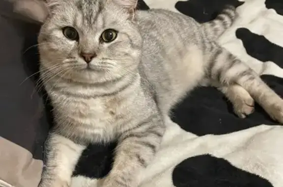 Пропала кошка, ул. Полоса Отвода, 27