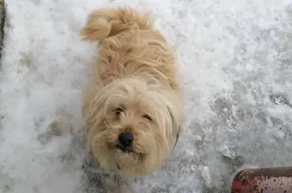 Найденные животные Тимяшево, фото: Бежевый болонка найдена на Халиуллина, Сугушла