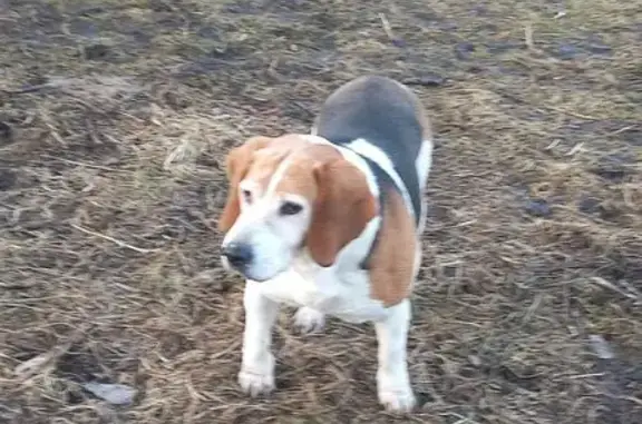 Собаки потеряшки, Константиновское, фото: Потеряшка гончая, с.Пажа, 02.12.25