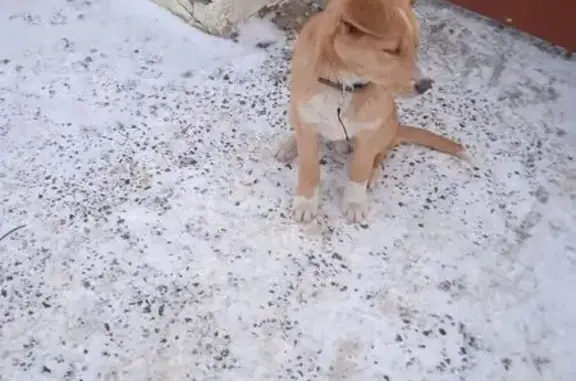 Найдена собака, Ашитково, фото: Щенок найден: Центральная ул, 1Б, Ашитково