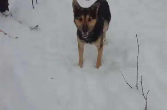 Пропала собака, Южный переулок, 35/4