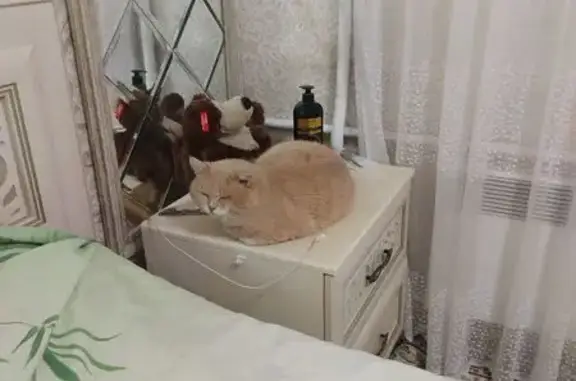 Объявления о пропавших и найденных животных, Перхурово, фото: Пропала кошка, Перхурово, 