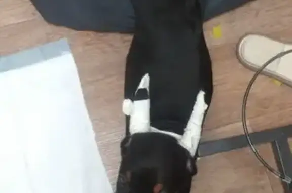 Пропала собака, ул. Котина 7, Челябинск