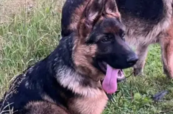 Пропала собака, Пермь, 30Д