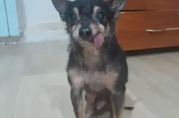 Найдена собака, Новочебоксарск, фото: Собака найдена: ул. Ж.Крутовой, 7А, Новочебоксарск