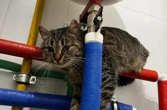 Кошка найдена: Борзые, МО