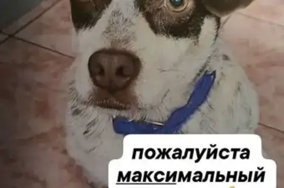 Пропала собака, Тихий пер., Западный