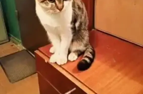 Найдена кошка, Волгоград, фото: Кошка найдена на ул. Клименко, 7, Волгоград