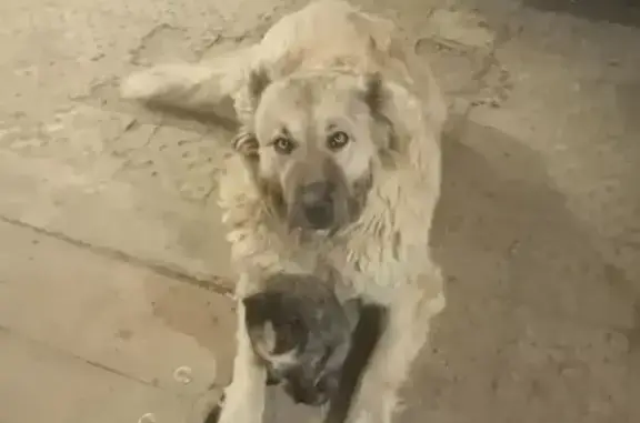 Пропала собака, ул. Коганова 34А, Волгоград